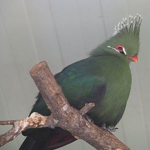 Livingstone's turaco (Tauraco livingstonii), 2021-06-15