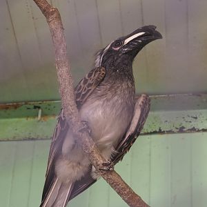 African grey hornbill (Lophoceros nasutus), 2021-06-15
