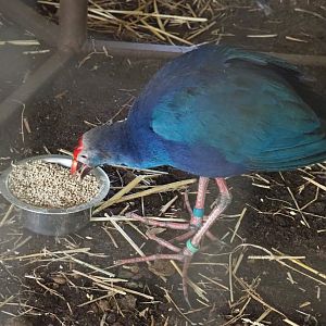 Grey-headed purple swamphen (Porphyrio poliocephalus), 2021-06-15