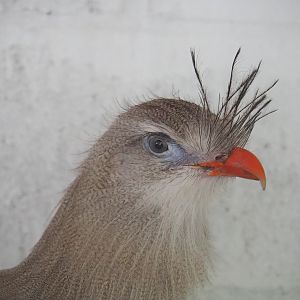 Red-legged seriema (Cariama cristata), 2021-06-15