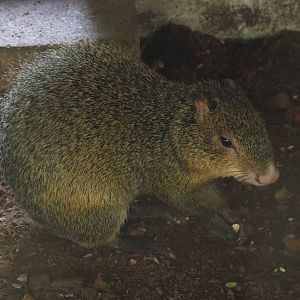 Azara's agouti (Dasyprocta azarae), 2021-06-15