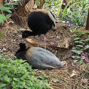 Grey-winged trumpeters (Psophia crepitans), 2021-06-15