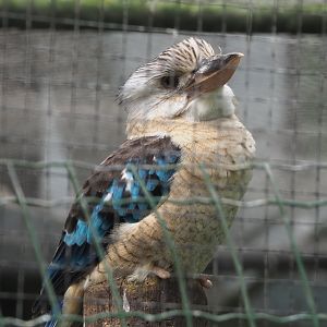 Blue-winged kookaburra (Dacelo leachii), 2021-06-15