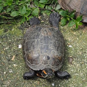 Red-eared slider (Trachemys scripta elegans), 2021-06-15