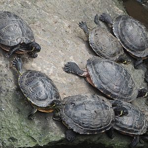 Yellow-bellied sliders (Trachemys scripta scripta), 2021-06-15