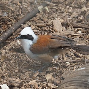 White-crested laughingthrush (Garrulax leucolophus), 2021-06-15