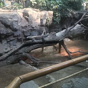 Tropics trail- Komodo dragon exhibit