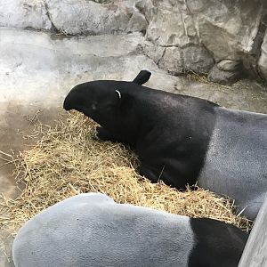 Malayan tapir exhibit