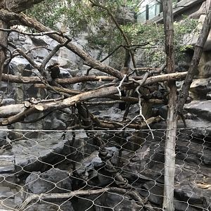 Tropics trail- Transcaspian urial exhibit