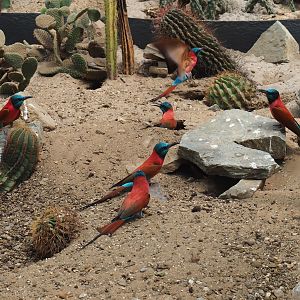 Northern carmine bee-eaters (Merops nubicus) in the desert area of the tropical hall, 2021-06-15