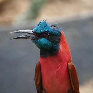 Northern carmine bee-eater (Merops nubicus), 2021-06-15