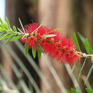 Bottlebrush flowers (Callistemon species), 2021-06-15