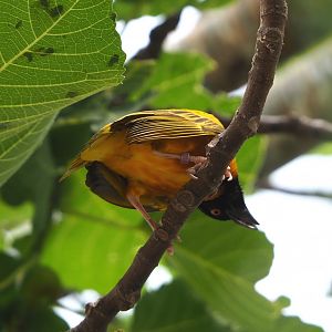 Village weaver (Ploceus cucullatus), 2021-06-15