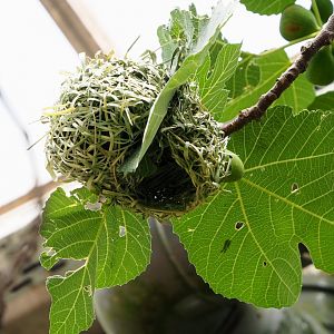Village weaver nest in the tropical hall, 2021-06-15