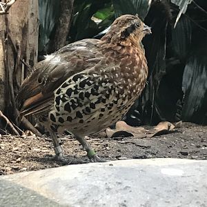 Mountain bamboo partridge