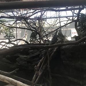 Tropics trail- Von der Decken’s hornbill exhibit