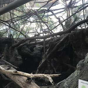 Tropics trail- Von der Decken’s hornbill exhibit