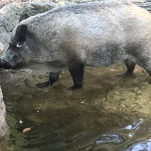 Wild Boar
