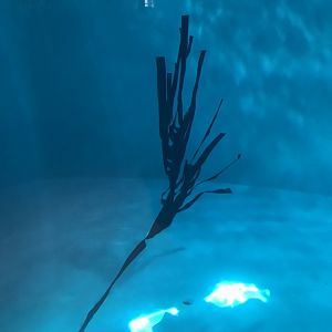 Artificial kelp in Hawaiian monk seal exhibit