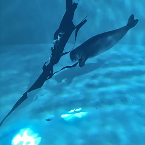 Ola, the last Hawaiian monk seal