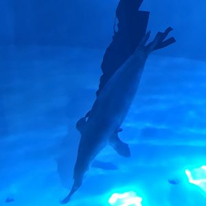 Ola, the last Hawaiian monk seal