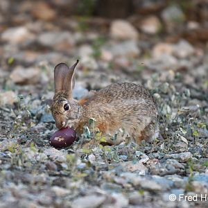 desert cottontail eating prickly pear fruit