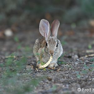 desert cottontail eating a mesquite pod