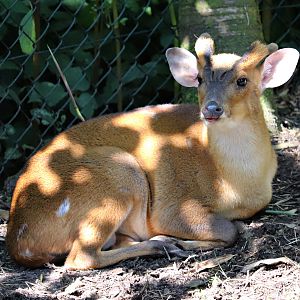 Reeves's muntjac (Muntiacus reevesi), incorrectly signed as Indian muntjac (Muntiacus muntjak).