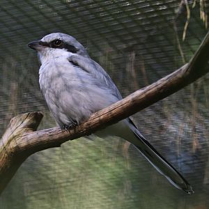 Great grey shrike (Lanius excubitor)