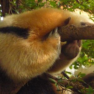 Tamandua
