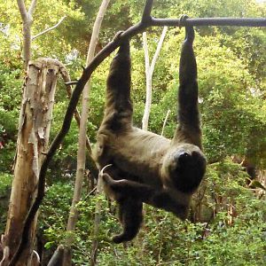 Sloth on the Move