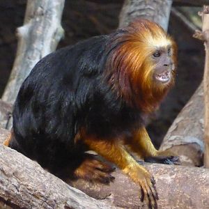 Golden-headed Lion Tamarin