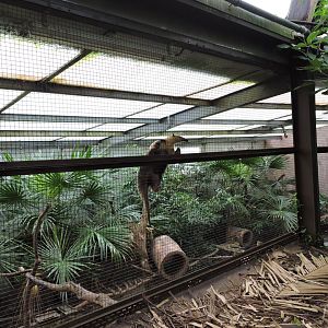 Southern tamandua exhibit [2015]