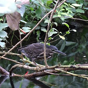 Striated heron [2015]