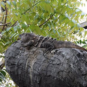 Black spiny-tailed iguana [2015]