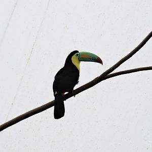 Keel-billed toucan [2015]
