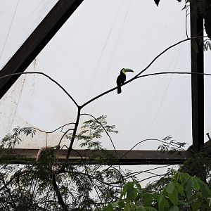 Keel-billed toucan and roseate spoonbill [2015]