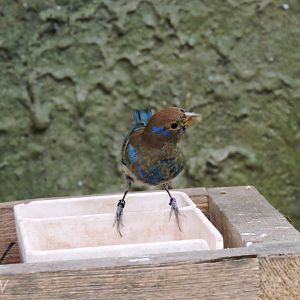 Indigo bunting [2015]