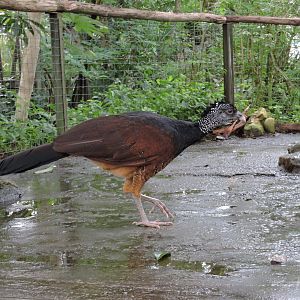 Great curassow [2015]