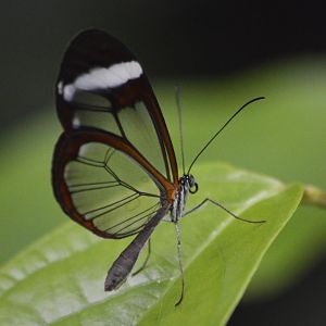 Glasswing butterfly [2018]