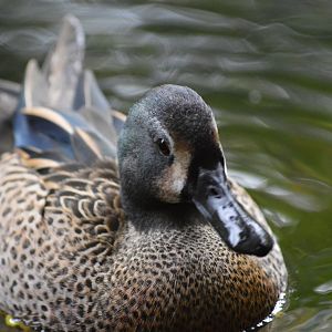 Blue-winged teal [2018]