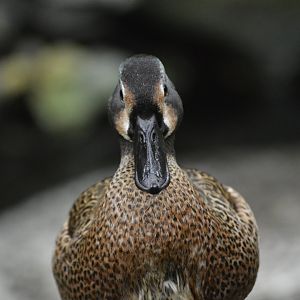 Blue-winged teal [2018]