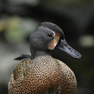 Blue-winged teal [2018]