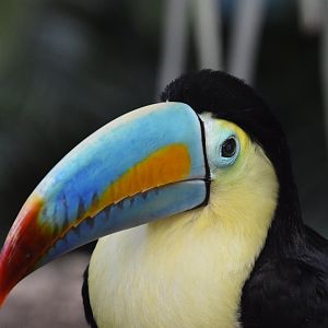 Keel-billed toucan [2018]