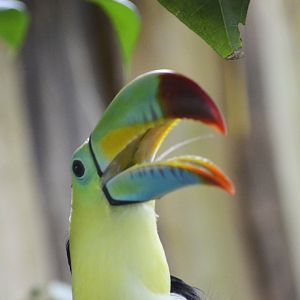 Keel-billed toucan [2018]