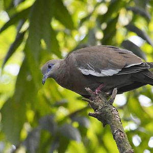 White-winged dove [2018]