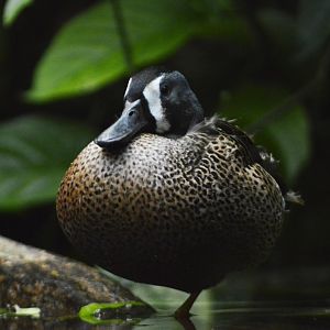 Blue-winged teal [2018]