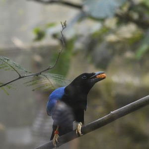 Yucatan jay [2018]