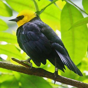 Yellow-hooded Blackbird (Chrysomus icterocephalus)