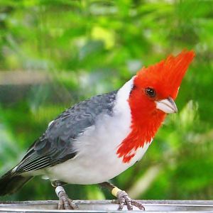 Red-crested Cardinal (Paroaria coronata)